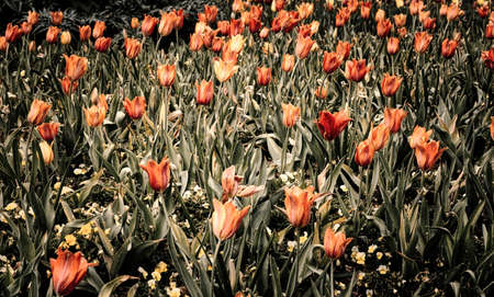 Red Flowersの写真素材