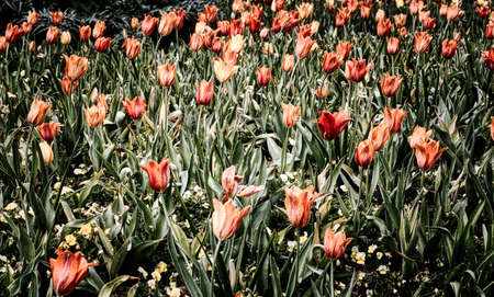 Red Flowersの写真素材