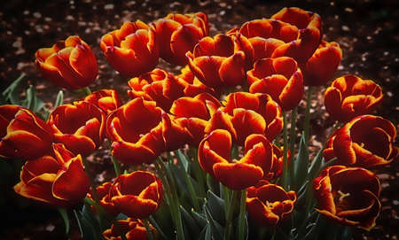 Flowersの写真素材