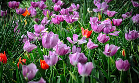 Flowersの写真素材