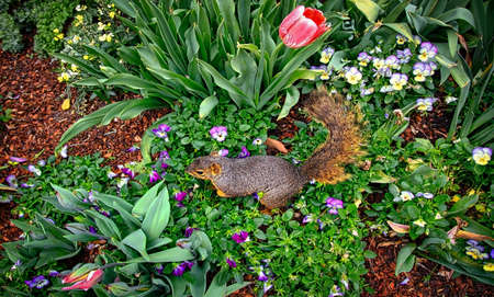 Squirrelの写真素材