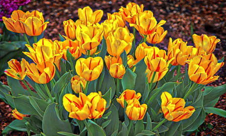 Yellow Flowersの写真素材