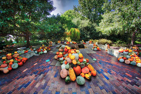 Pumpkins gardenの写真素材