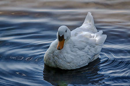 Duck in the riverの写真素材