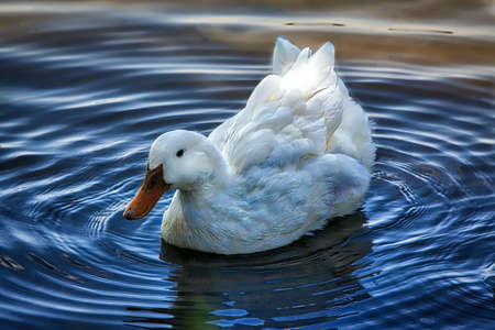 Duck in the riverの写真素材