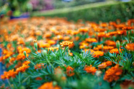 Orange Flowers fieldの写真素材