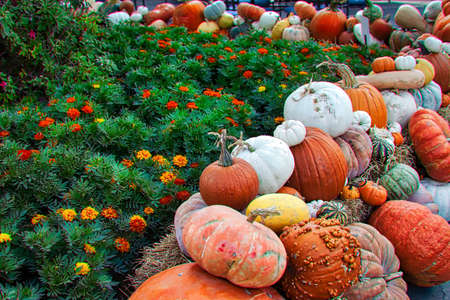 Pumpkins in the parkの写真素材