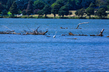 Duck in the lakeの写真素材