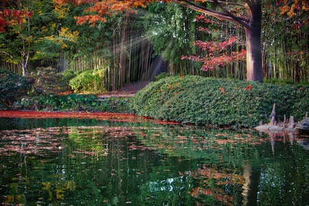 Pondの写真素材