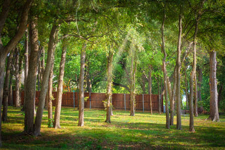 Forestの写真素材