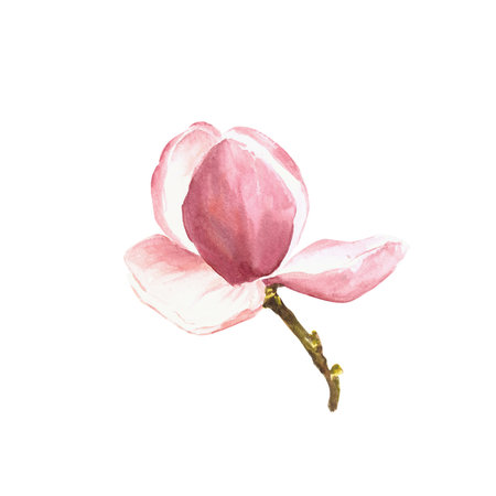 Magnolia flower Watercolor Hand drawn Illustration isolated on white backgroundの写真素材