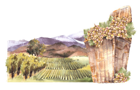 Watercolor illustration rural landscape with vineyards, basket with grapes, hills, trees, mountains.の写真素材