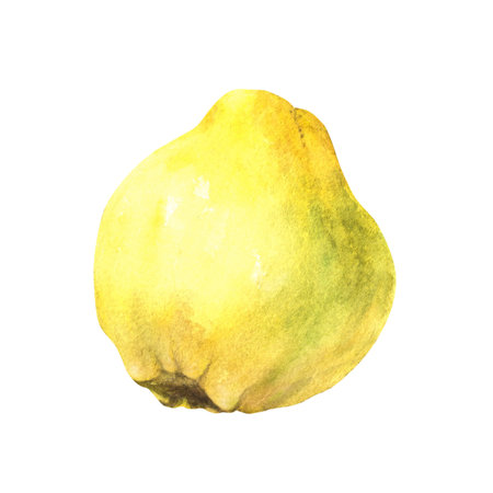 Hand painted watercolor illustration of yellow juicy quince whole ripe fruits. Clipart illustration for sticker, food or drink label, printing. Isolated element on white background.の写真素材