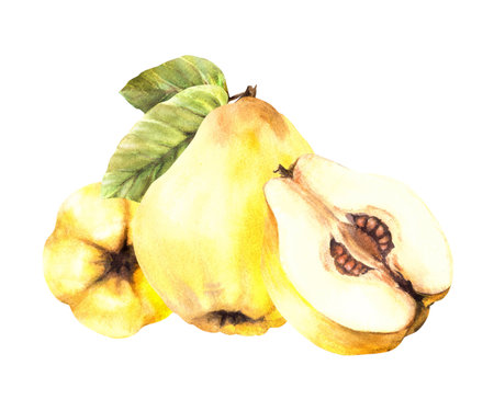 Hand painted watercolor arrangement. Yellow ripe juicy quince whole and cut fruits with seeds inside and leaves. Clipart illustration for sticker, food, drink label, logo. Isolated on white backgroundの写真素材
