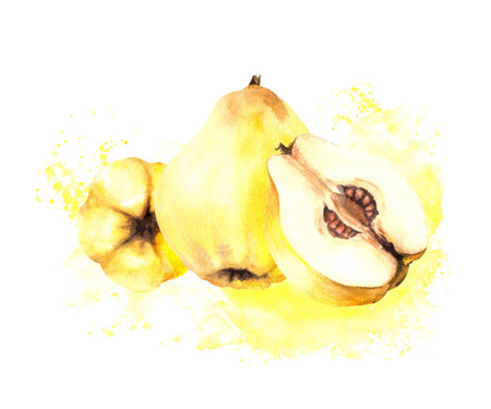 Hand painted watercolor arrangement. Ripe juicy quince whole and cut fruits with seeds inside on the yellow stain. Clipart illustration for sticker, food, drink label. Isolated on white background.の写真素材