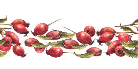 Branch of wild rosehips with red briar fruits, dog rose green leaves. Seamless border, pattern Hand drawn watercolor illustration for label, wallpaper, wrapping paper, fabric Isolated white backgroundの写真素材