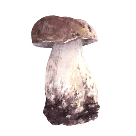 Porcini mushroom hand drawn watercolor illustration. Boletus with brown cap for food. Edible wild forest fungi. Fall harvest, vegetarian menu, label, product packaging Clipart isolated from backgroundの写真素材