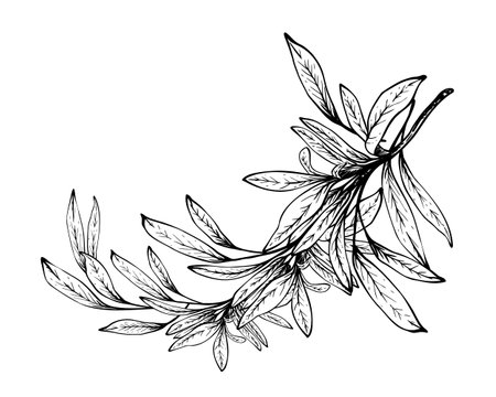 Olive tree branch, no fruit with leaves. Black and white graphic hand drawn vector illustration. Fruitless rosemary, bay leaf clipart for card, food, product label. Isolated line art from backgroundのイラスト素材
