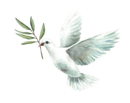 Watercolor Pigeon with olive tree branch White flying dove bird, symbol of peace. Realistic style hand drawn illustration for religious card, Baptism, first communion. Isolated from background clipartの写真素材