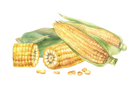 Golden maize cobs. Yellow cut and whole maize cobs with kernel of corn, Seeds and leaves, husks of...