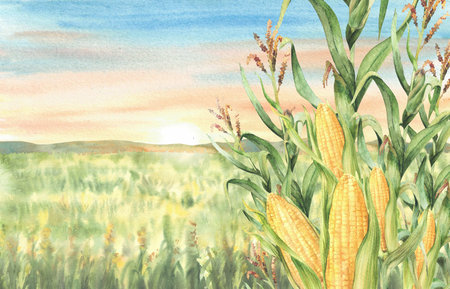 Cornfield, maize field banner. Watercolor landscape against sunset or sunrise sky Farmers agricultural scene with maize plant cobs. Farming environment Hand drawn illustration isolated from backgroundの写真素材
