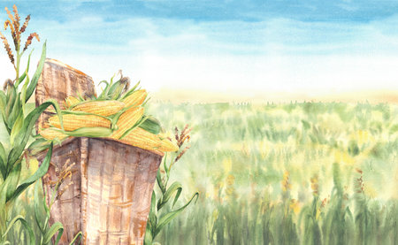 Wicker basket with corn cobs harvest against cornfield and blue sky watercolor farm landscape. Golden maize cobs crop, freshly harvested vegetables. Hand painted illustration Isolated from backgroundの写真素材