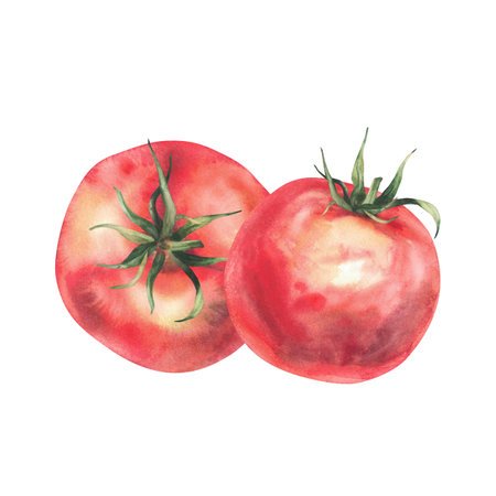 Red tomatoes vegetables watercolor illustration isolated on white. Whole ripe fruit with green stalk. Hand drawn sketch in realistic style. Healthy natural clipart. Farm plats for vegetarians productの写真素材