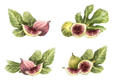 Figs fruit with leaves set. Watercolor ripe whole and cut violet purple fruit. Realistic painted food, plant, botanical clipart for card, jam label, price tag. Illustration isolated from backgroundの写真素材