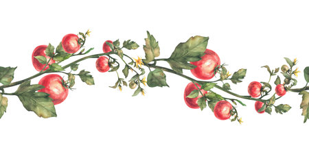 Tomato plant seamless border with red fruit, leaves and flowers. Watercolor agricultural ripe and unripe vegetables crop realistic repeating pattern. Hand drawn illustration isolated from backgroundの写真素材