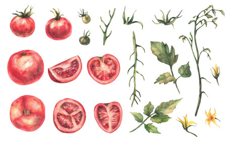 Red tomatoes plant set. Watercolor whole and sliced ripe and unripe tomato fruit, yellow flowers, stem, green leaves. Vegetables isolated realistic hand drawn illustration for farm harvest, food labelの写真素材