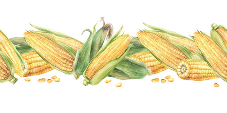 Sweet Corn seamless border. Watercolor realistic vegetables food pattern. Yellow cut and whole maize cob, kernel of corn, husks. Hand drawn illustration for food labelling Isolated from backgroundの写真素材