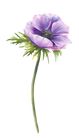 Anemone purple blue flower with stem, green leaves. Watercolor Pink and violet bud on isolated background. Realistic hand painted cute illustration for greeting, wedding invitation, card floral designの写真素材