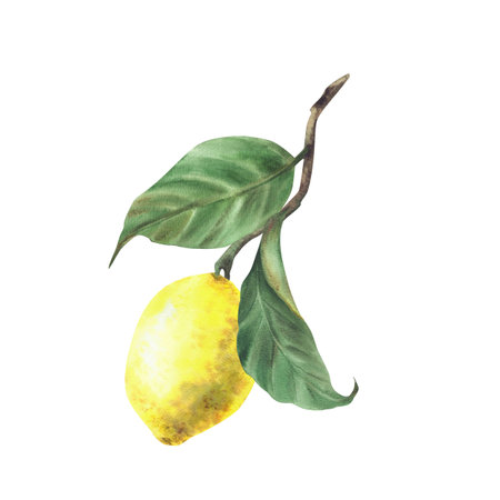 Lemon branch. Watercolor Tropical yellow citrus fruit with stalk and leaves. Realistic hand drawn illustration for menu, package, textile, card design. Isolated from background illustrationの写真素材