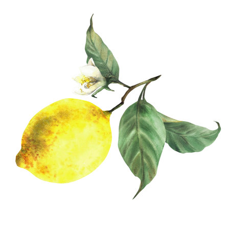 Lemon branch with yellow citrus fruit, white flower and leaves. Realistic hand drawn watercolor botanical illustration for drink menu, beverage, cosmetic label, textile. Isolated from backgroundの写真素材