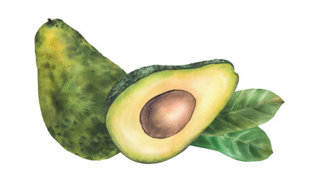 Watercolor avocado. Whole and cut avocado fruit half with seed and leaves. Hand drawn illustration...