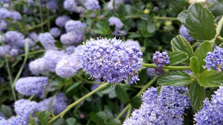 long flowering shrubsの写真素材