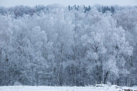 Trees in hoarfrost in the winter forestの写真素材
