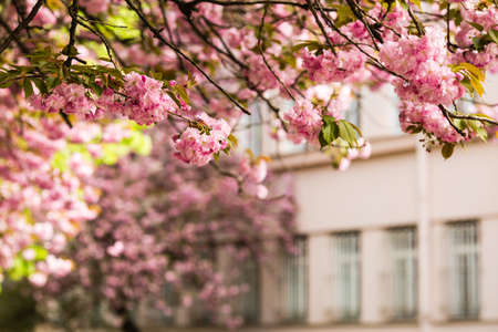 Sakura. Cherry blossoms japan. Pink spring blossom background