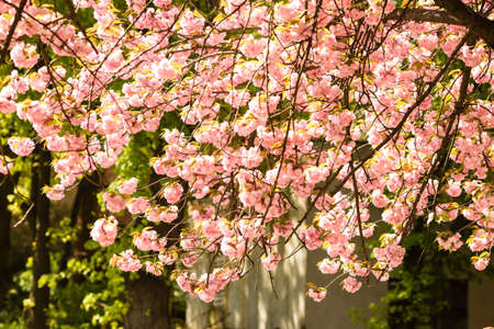 Beautiful cherry blossom sakura in spring time over blue sky.