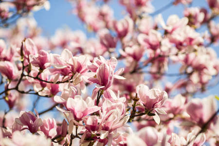 blooming magnolia flowers on sunny day