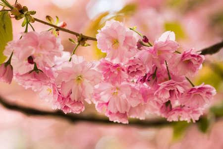 Sakura. Cherry blossoms japan. Pink spring blossom background
