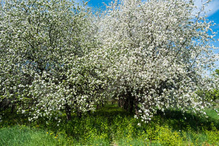 Blooming apple tree on a sunny day