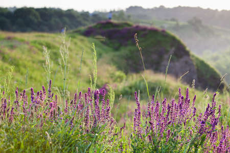 Wild grass and lavender grow on a hill in the rays of the sunの写真素材
