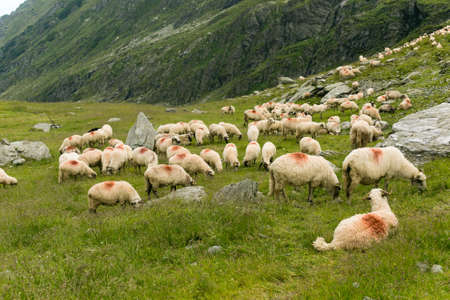 Sheeps in a meadow in the mountains. Beautiful natural landscapeの写真素材
