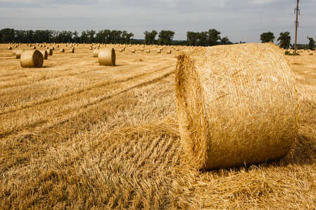 Harvested field with straw bales in summerの写真素材
