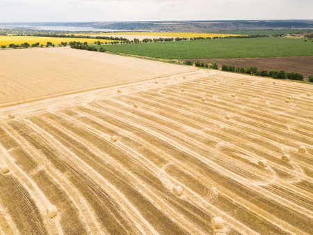 Aerial top view from drone to sunflower and wheat fields at summer timeの写真素材