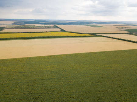 Aerial top view from drone to sunflower and wheat fields at summer timeの写真素材