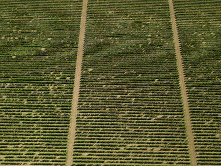 Aerial top view from drone to vineyard with grape at summer timeの写真素材