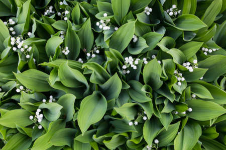 The lily of the valley is a top view in springの写真素材