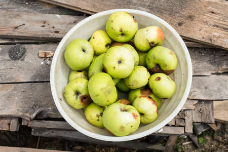 Rotten green apples lie in a bowl on the old boards